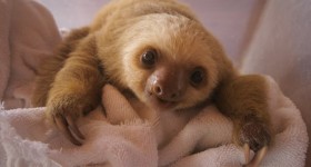 Il documentario con i cuccioli di bradipo dello Sloth Sanctuary 