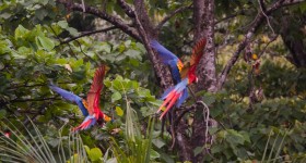 Parco Nazionale Corcovado, il luogo biologicamente più ricco del pianeta