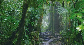 Riserva biologica di Monteverde, tipica foresta nebulare 