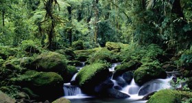 Braulio Carrillo, il parco nazionale più esteso del Costa Rica