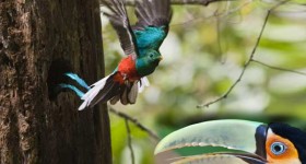 I cambiamenti climatici rendono rivali tucano e Quetzal